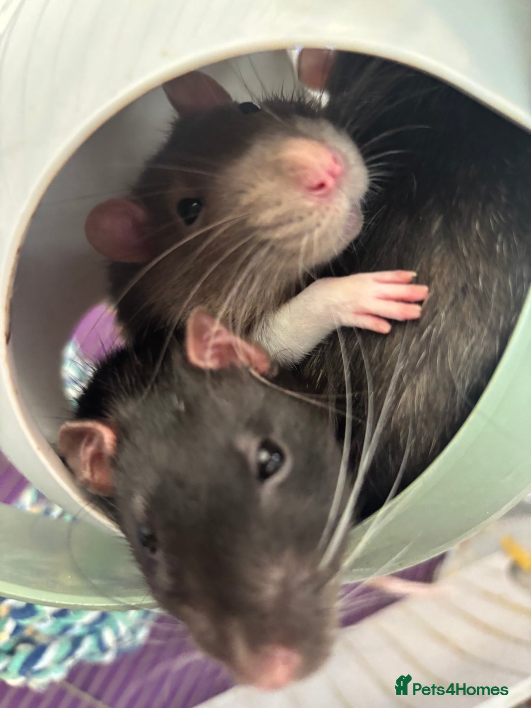 Rat rodents for sale: 3 male rats for rehoming(with cage and accessories - Image 10
