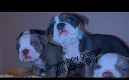 Olde English Bulldogge dogs for sale: Olde English bulldogs puppies  - Image 21