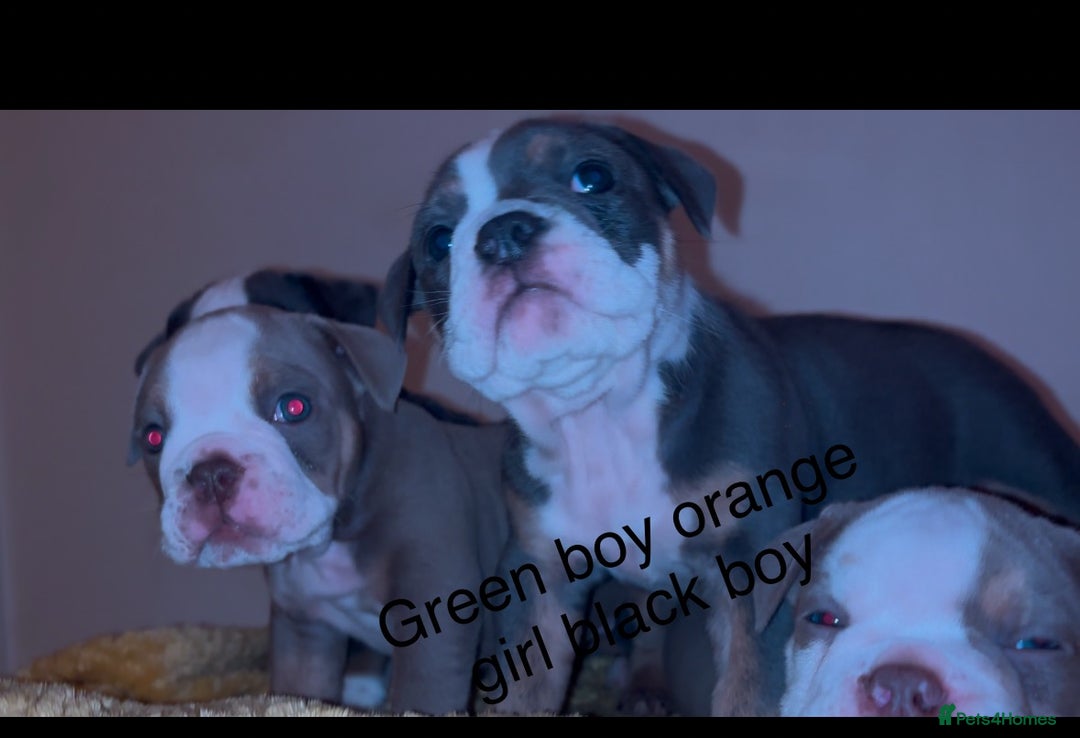 Olde English Bulldogge dogs for sale: Olde English bulldogs puppies  - Image 21