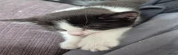 Domestic Shorthair cats for sale: Kittern for sale in Crewe - Advert 2