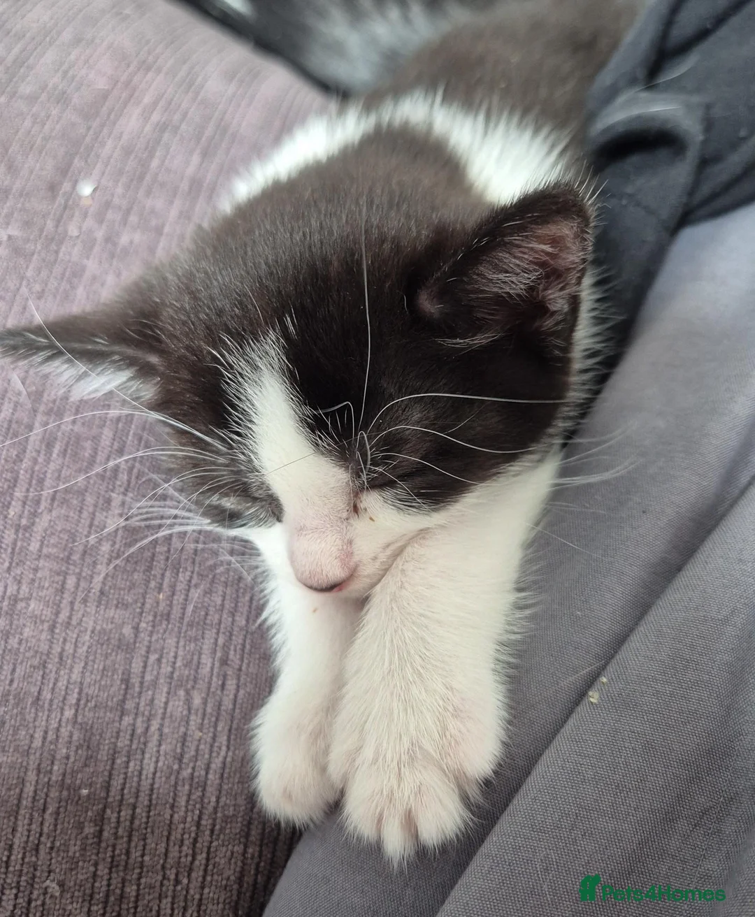 Domestic Shorthair cats for sale: Kittern for sale in Crewe - Advert 2