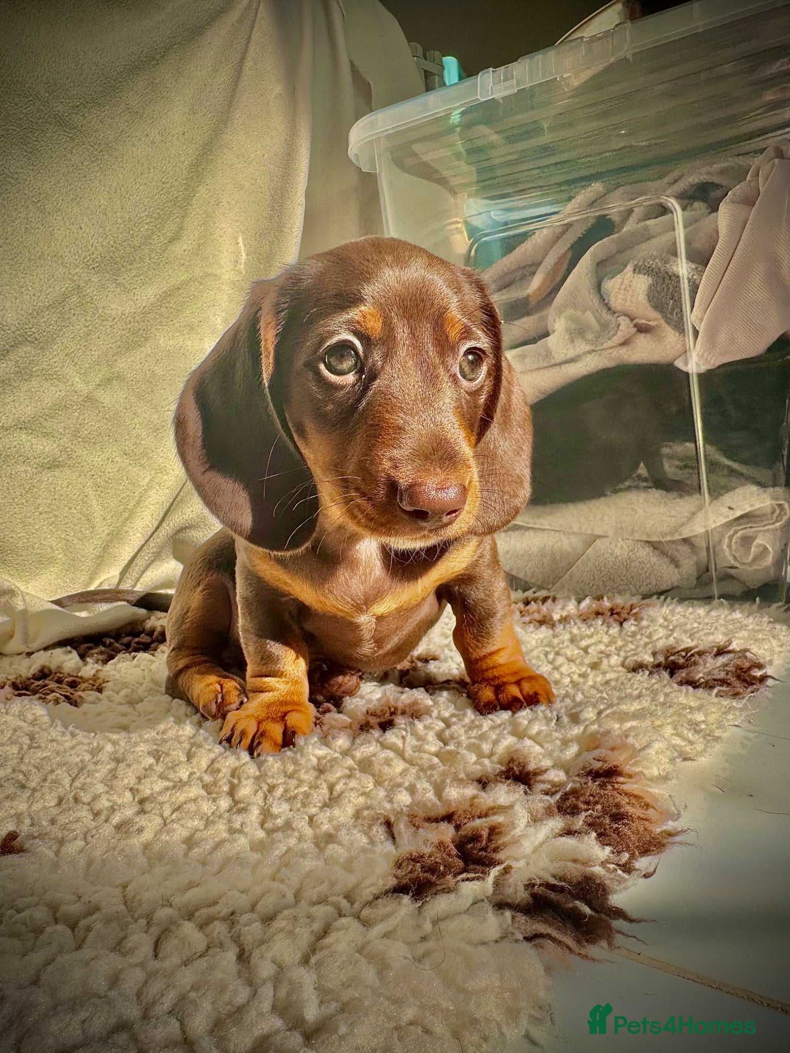 Miniature Dachshund dogs READY NOW MINI DACHSHUND SERIOUS BUYERS ONLY  - Advert 9