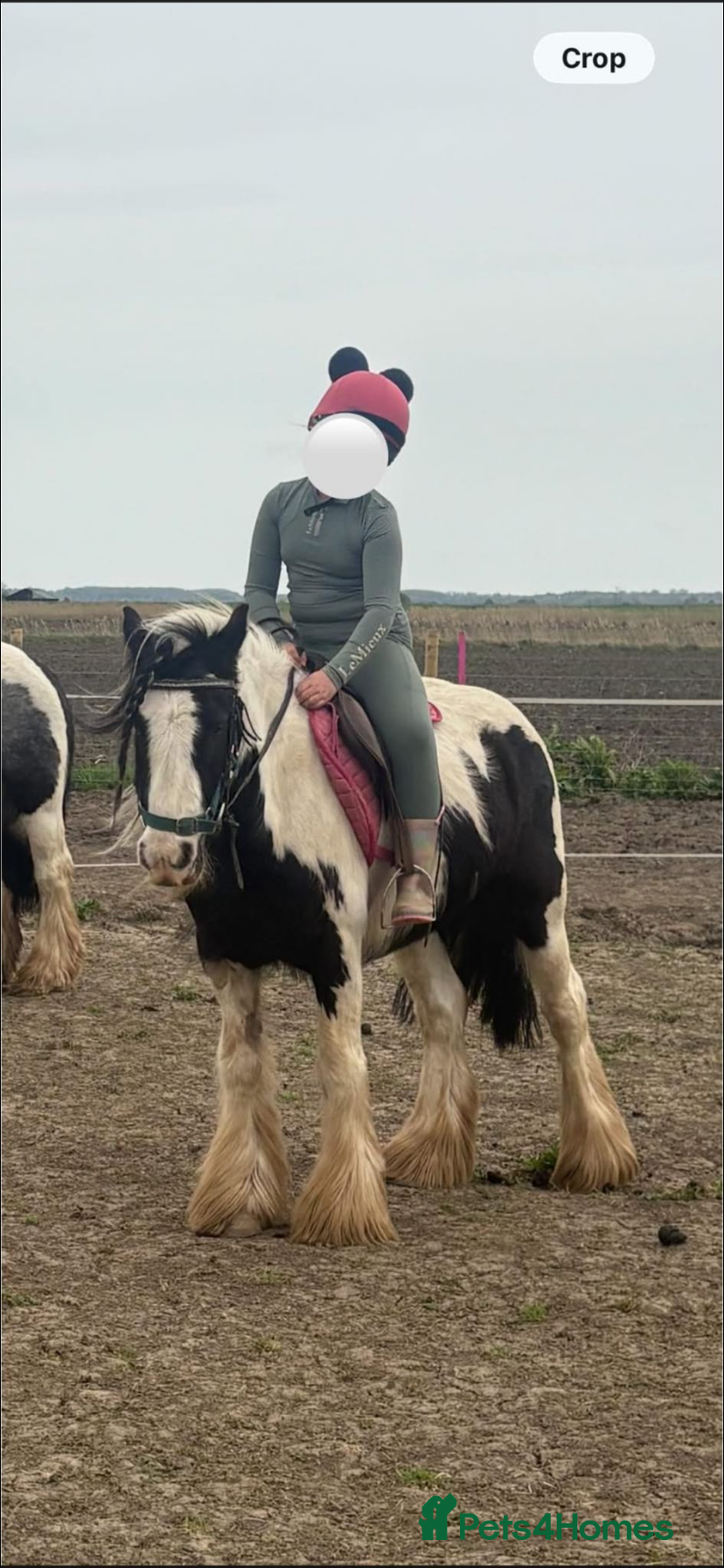 Other Breed horses for sale: Beautiful Bow Ready For New Home  - Advert 5