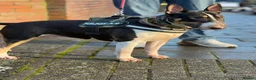 English Bull Terrier dogs for stud: Well Proven English bullterrier black tri stud  in Leicester - Advert 4