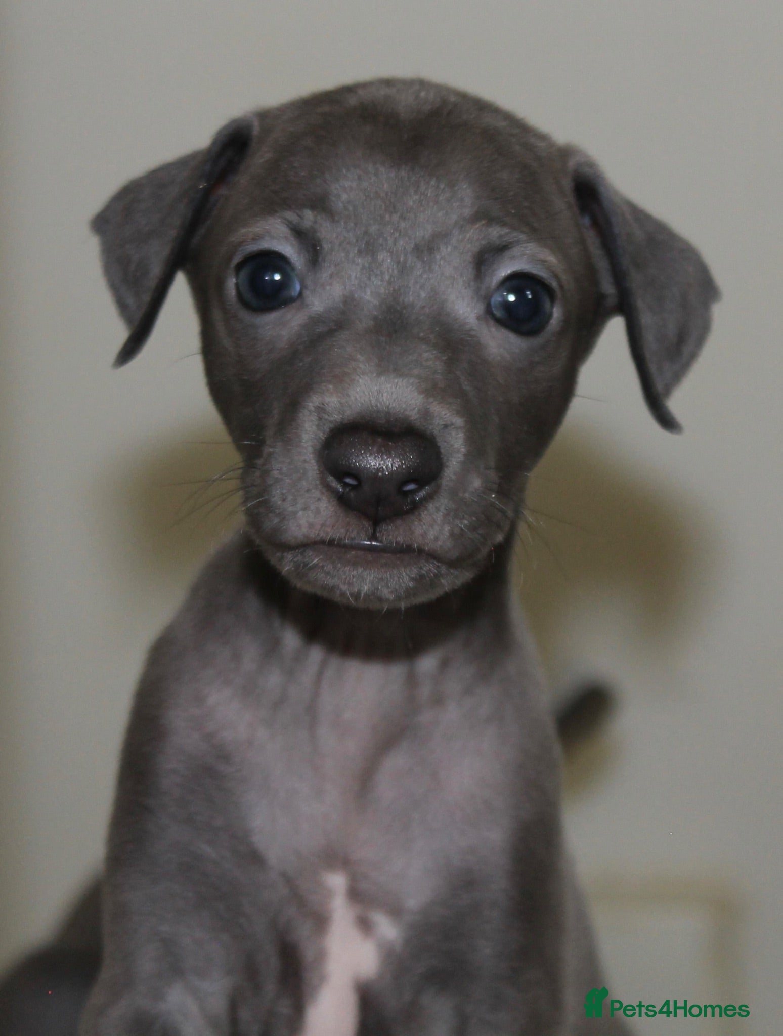 Italian Greyhound dogs KC Reg Italian Greyhounds. 5* Licensed - Advert 10
