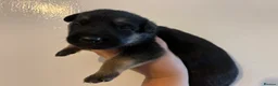 German Shepherd dogs for sale: Dutch X German Shepherd pups in London - Advert 6
