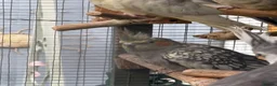 Cockatiels birds for sale: 2026 pair of cockatiels  - Advert 5