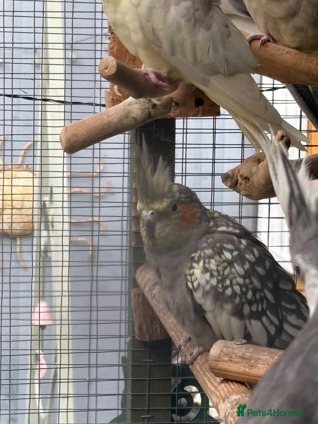 Cockatiels birds for sale: 2026 pair of cockatiels  - Advert 5