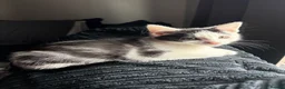 Mixed Breed cats for sale: Kittens  - Advert 22