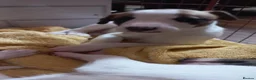 Whippet dogs for sale: 4 beautiful KC whippet puppies! - Advert 6