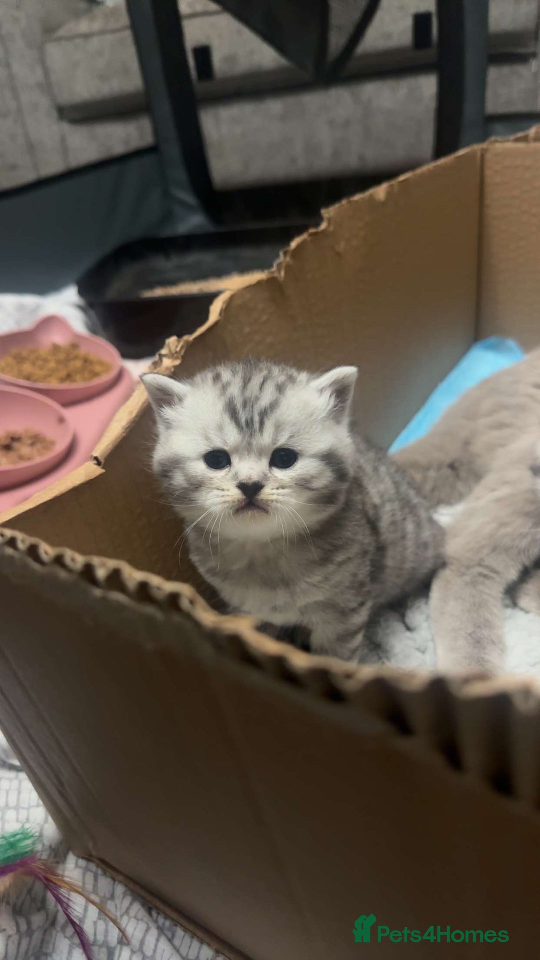 British Longhair cats for sale: 1 male British short hair x American short hair - Image 1