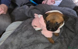 Mixed Breed dogs for sale: 1Boy Left German Shepherd Staffy Dogue de Bordeaux - Image 13