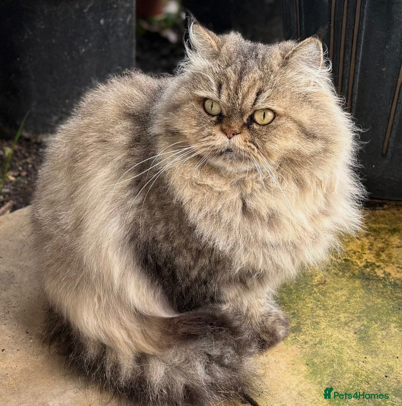 Mixed Breed cats Persian and British shorthair mix - Advert 1