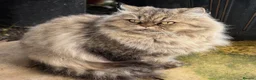 Mixed Breed cats for sale: Persian and British shorthair mix - Advert 1
