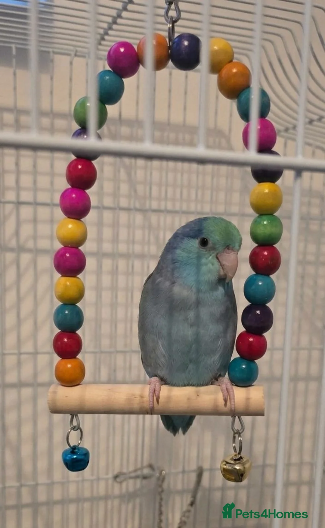 Parrots birds for sale: Pacific Parrotlet - Advert 1