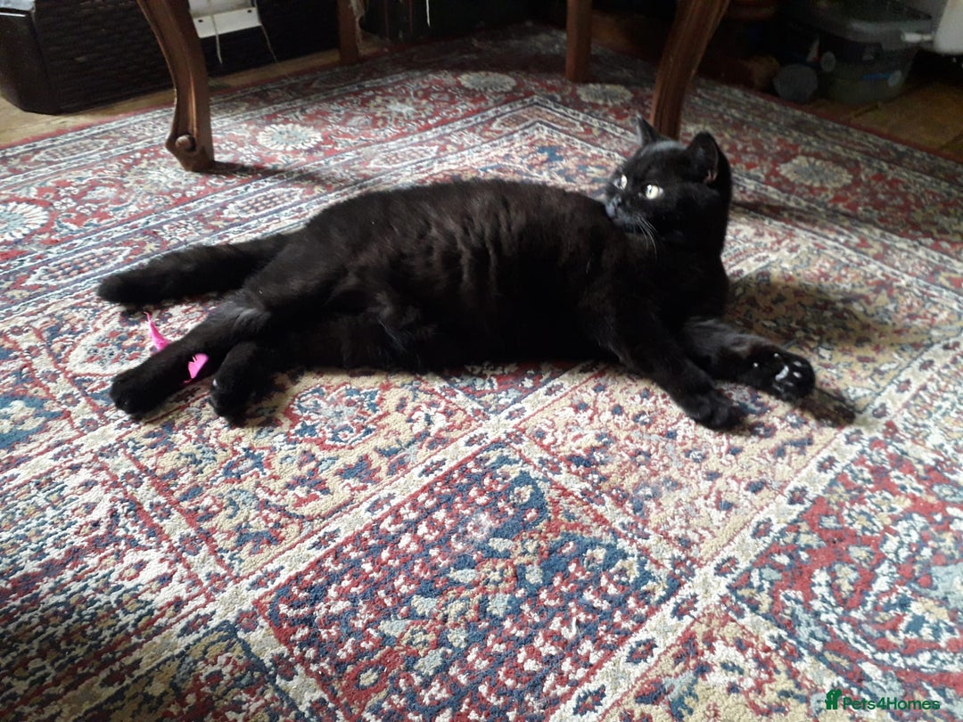 British Shorthair cats for sale: British Shorthair kittens - Advert 16