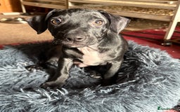 Mixed Breed dogs for sale: French bulldog/cockerspaniel 12 weeks old   - Advert 17