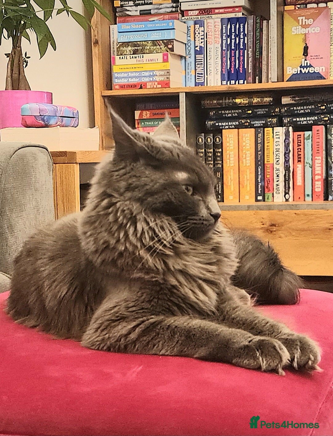 Maine Coon cats for sale: Five stunning maine coon kittens - Advert 10