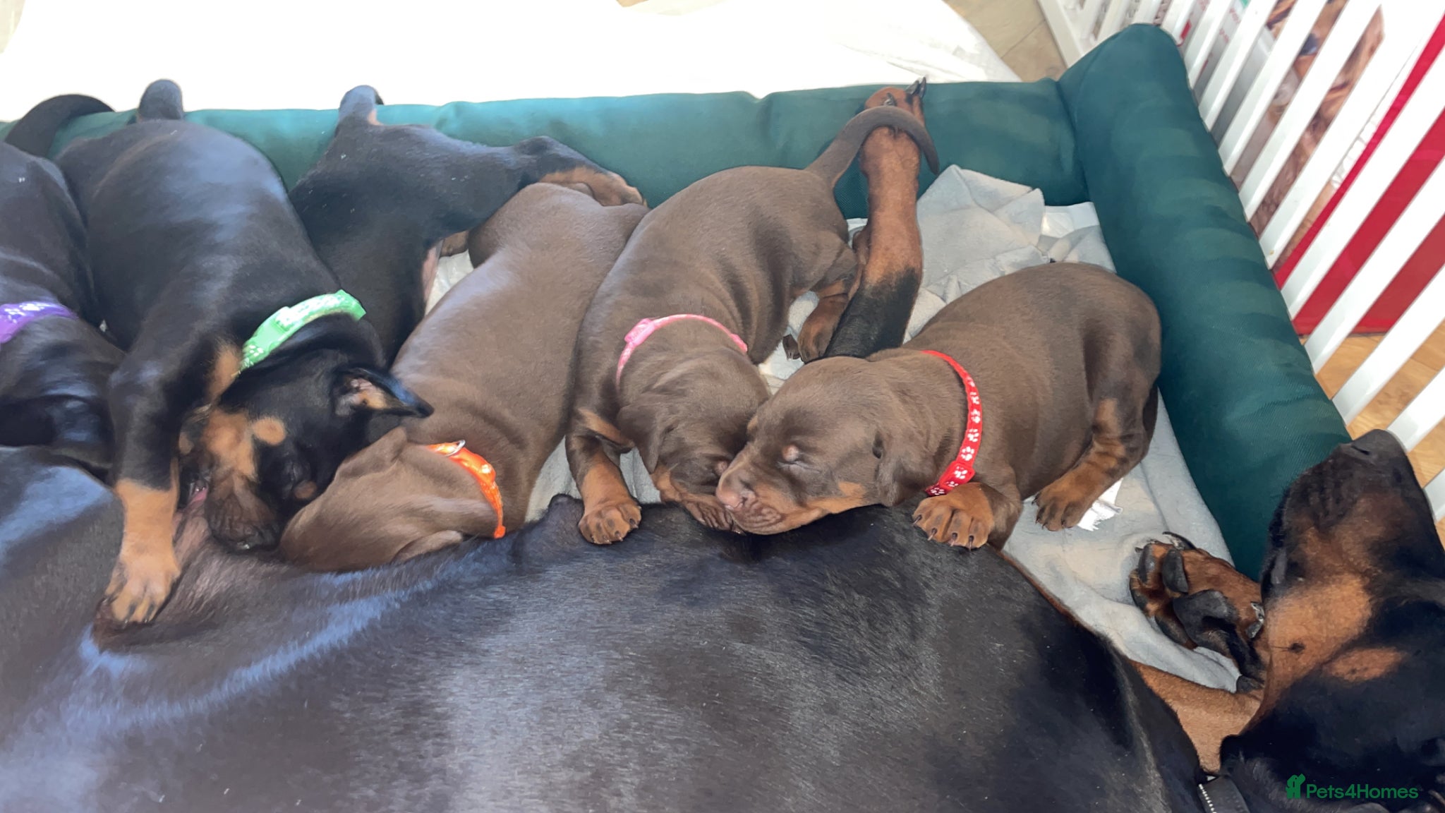 Dobermann dogs Doberman puppys for sale viewing available  - Advert 6