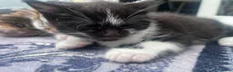 Mixed Breed cats for sale: 3 lovely little kittens  - Advert 10