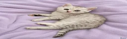 Scottish Fold cats for sale: Adorable Scottish Fold Straight Ear Tabby Kittens - Advert 21