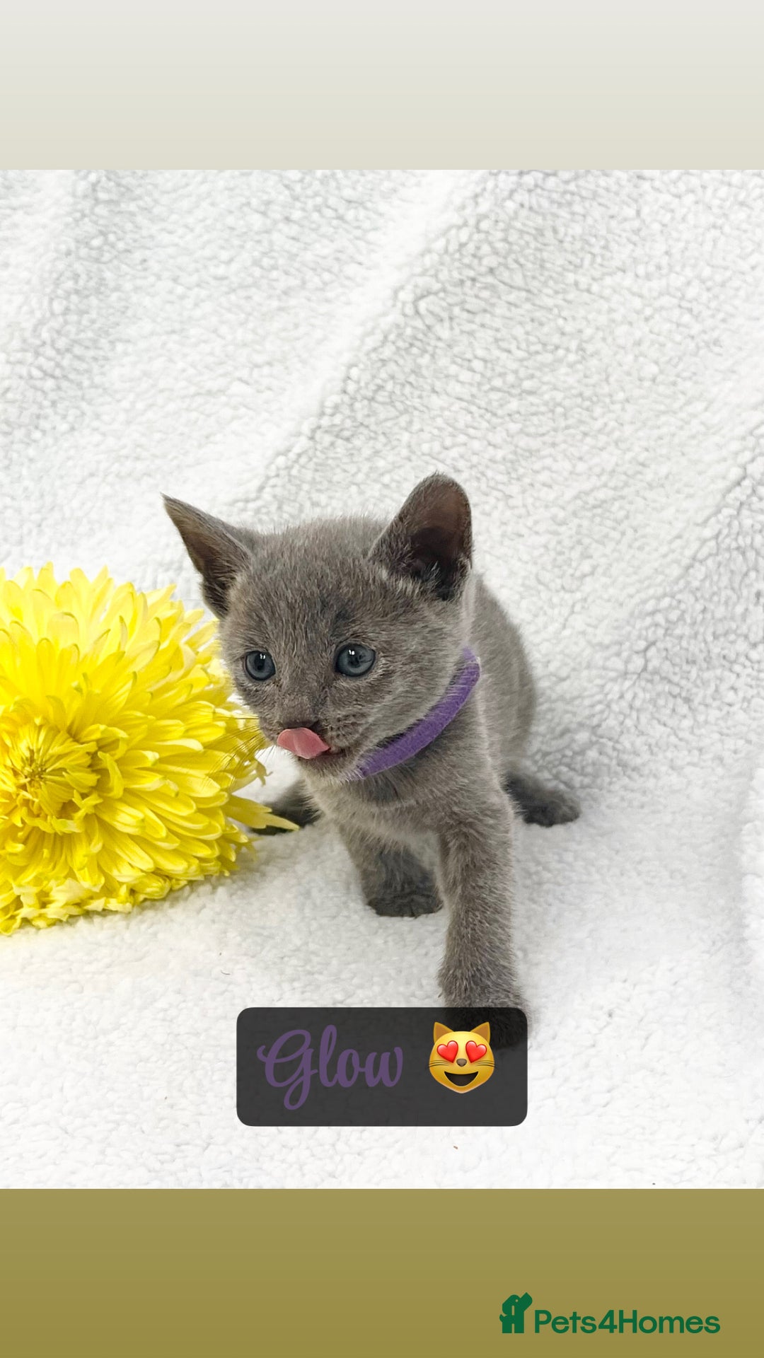 Russian Blue cats for sale: ❤️ BEAUTIFUL RUSSIAN BLUES❤️ - Image 4