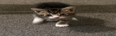Kitten 2