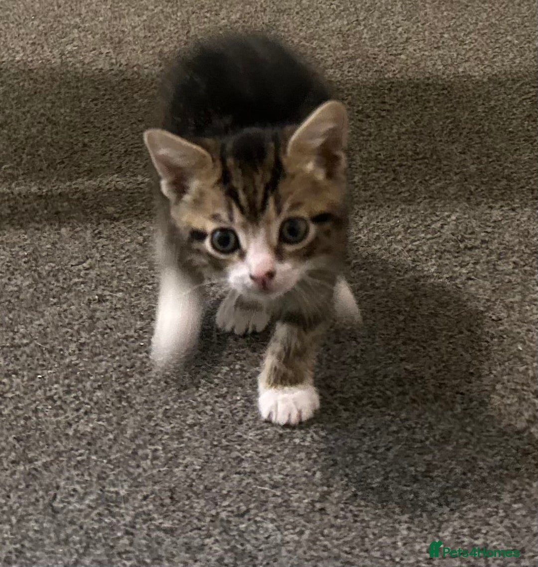 Mixed Breed cats for sale: Kittens for sale :) - Advert 16