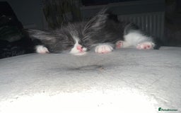 Maine Coon cats for sale: 4 very fluffy kittens - Image 2