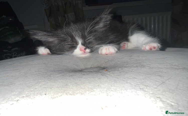 Maine Coon cats - Advert 10
