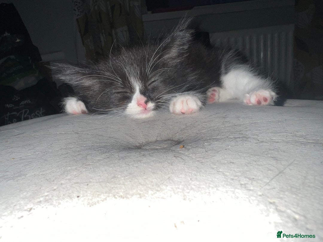 Maine Coon cats for sale: 4 very fluffy kittens - Image 2