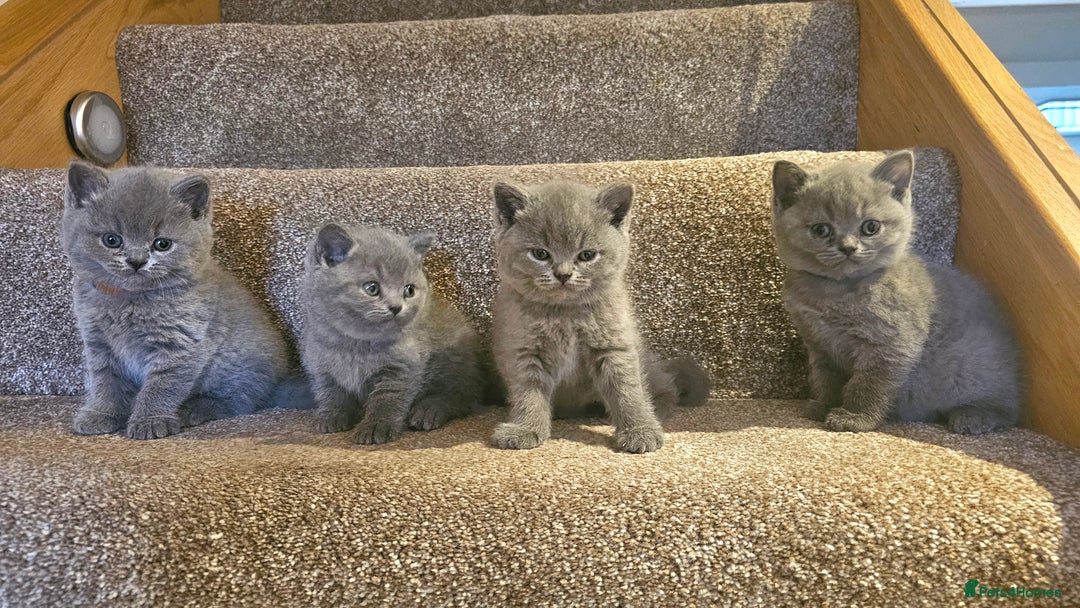 British Shorthair cats for sale: Beautiful Pedigree British Blue Kittens  🐾 - Advert 7