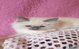 Ragdoll cats for sale: 💖Beautiful GCCF Registered Ragdoll Kittens. - Image 30