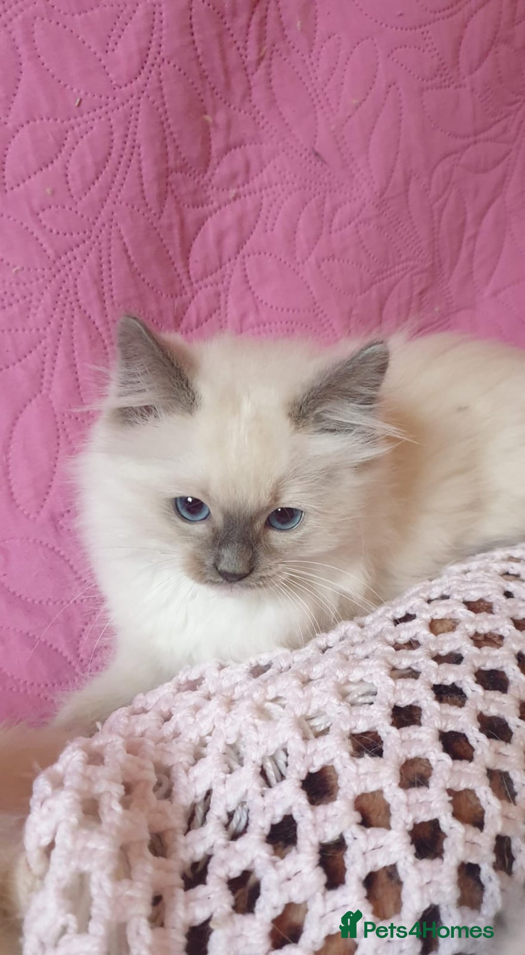 Ragdoll cats for sale: 💖Beautiful GCCF Registered Ragdoll Kittens. - Image 30