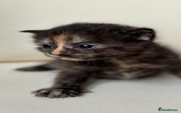 Mixed Breed cats for sale: Beautiful kittens  - Image 4