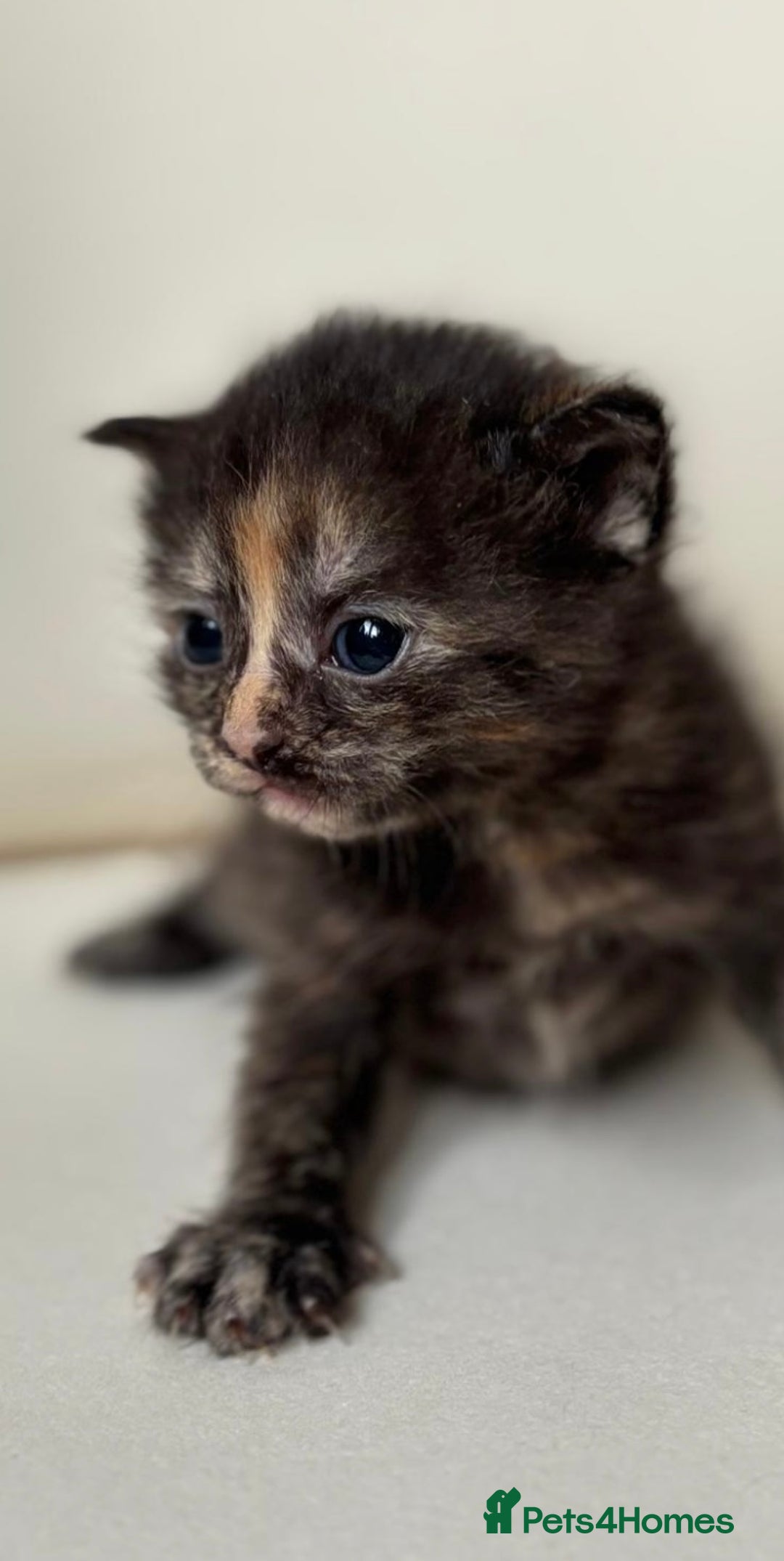 Mixed Breed cats for sale: Beautiful kittens  - Image 4