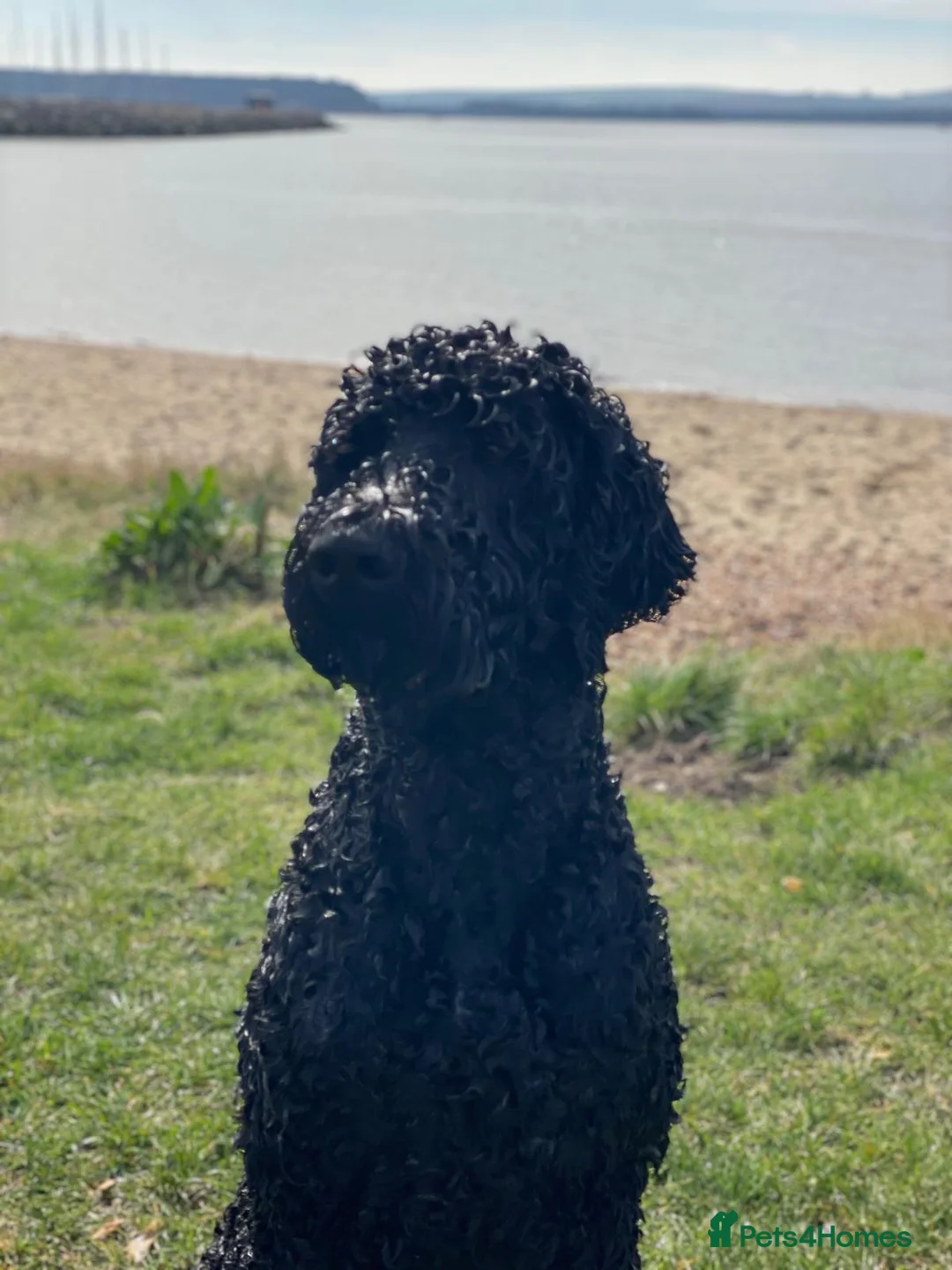 Labradoodle dogs for stud: Meet Leeroy, Our Handsome F3 Labradoodle! - Advert 12