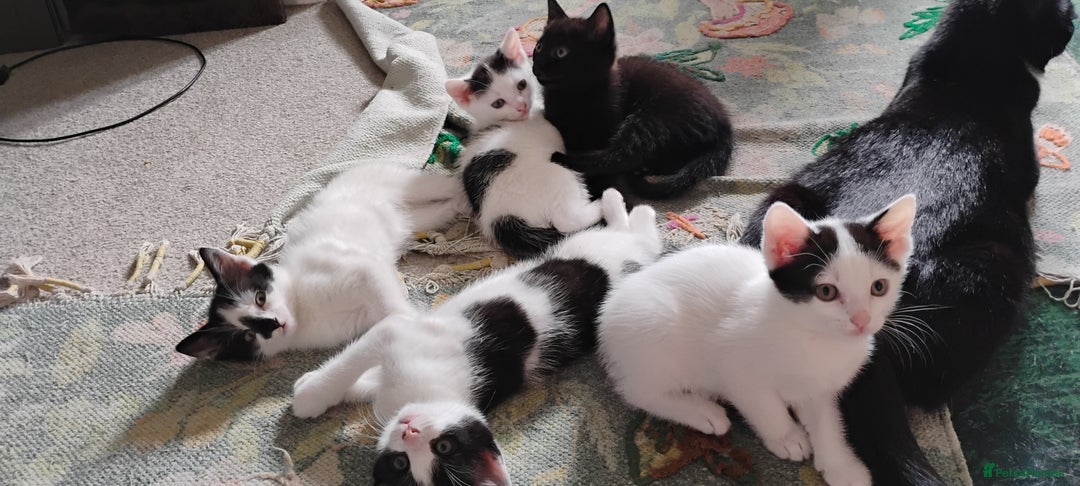 Mixed Breed cats for sale: 5 lovely kittens - Image 13