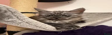 Maine Coon 1