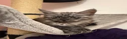 Maine Coon cats for sale: Male Maine coon kitten  - Advert 3