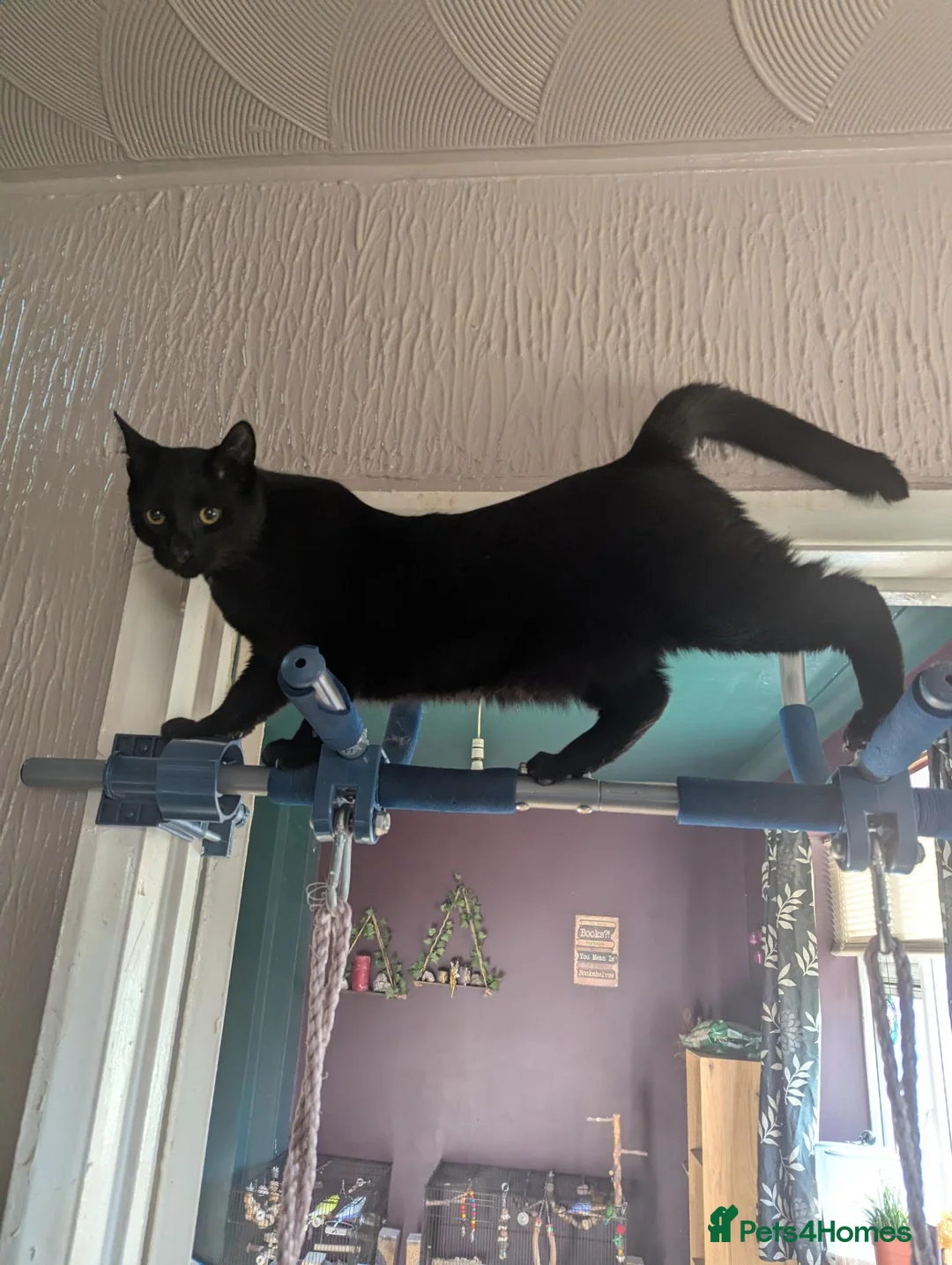 Mixed Breed cats for sale: Male black cat. 15 months old.  in Doncaster - Advert 1