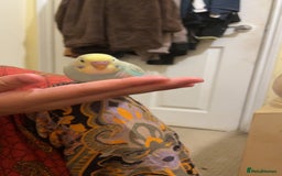 Budgerigars birds for sale: 2 Hand tamed budgies + cage  - Image 8