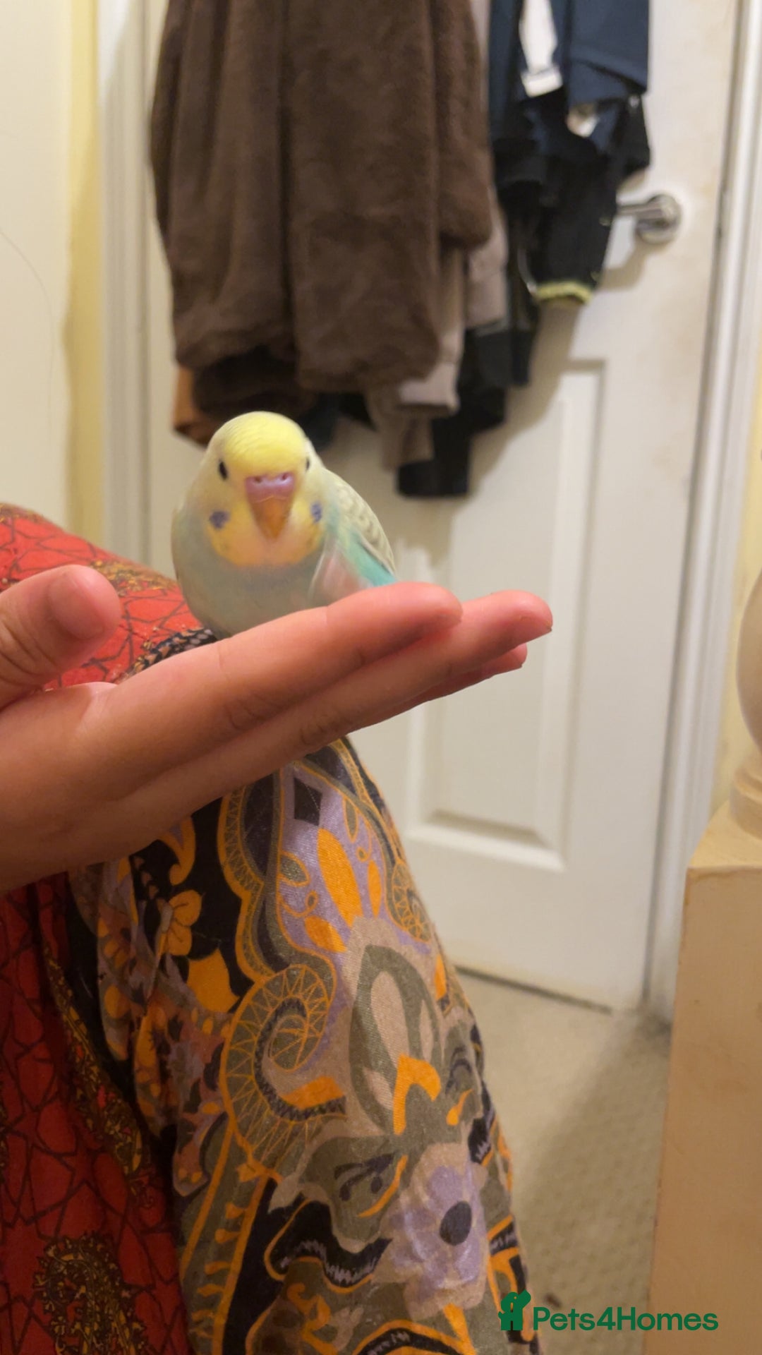 Budgerigars birds for sale: 2 Hand tamed budgies + cage  - Image 8