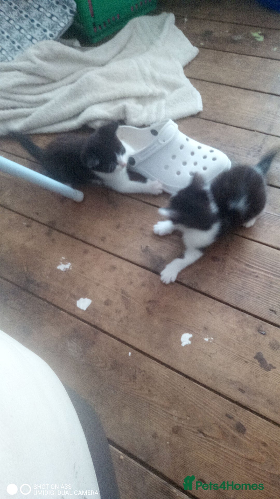British Shorthair cats for sale: Adorable Black and white kittens - Image 7