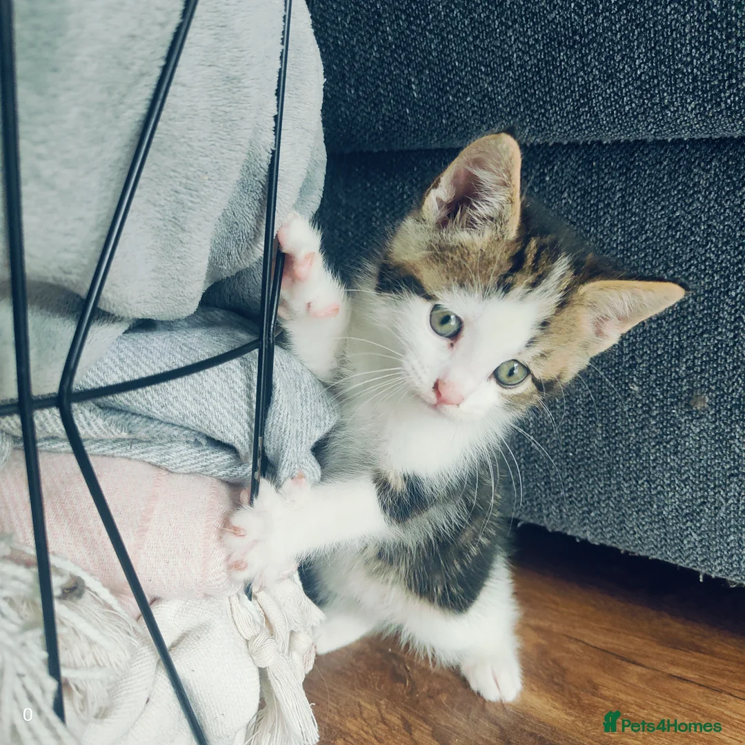 Maine Coon cats for sale: Stunning Maine Coon cross Boys-5 Beautiful fluffy - Advert 17