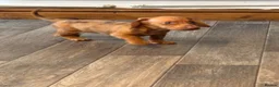 Dachshund dogs for sale: Dachshund puppies - Advert 6