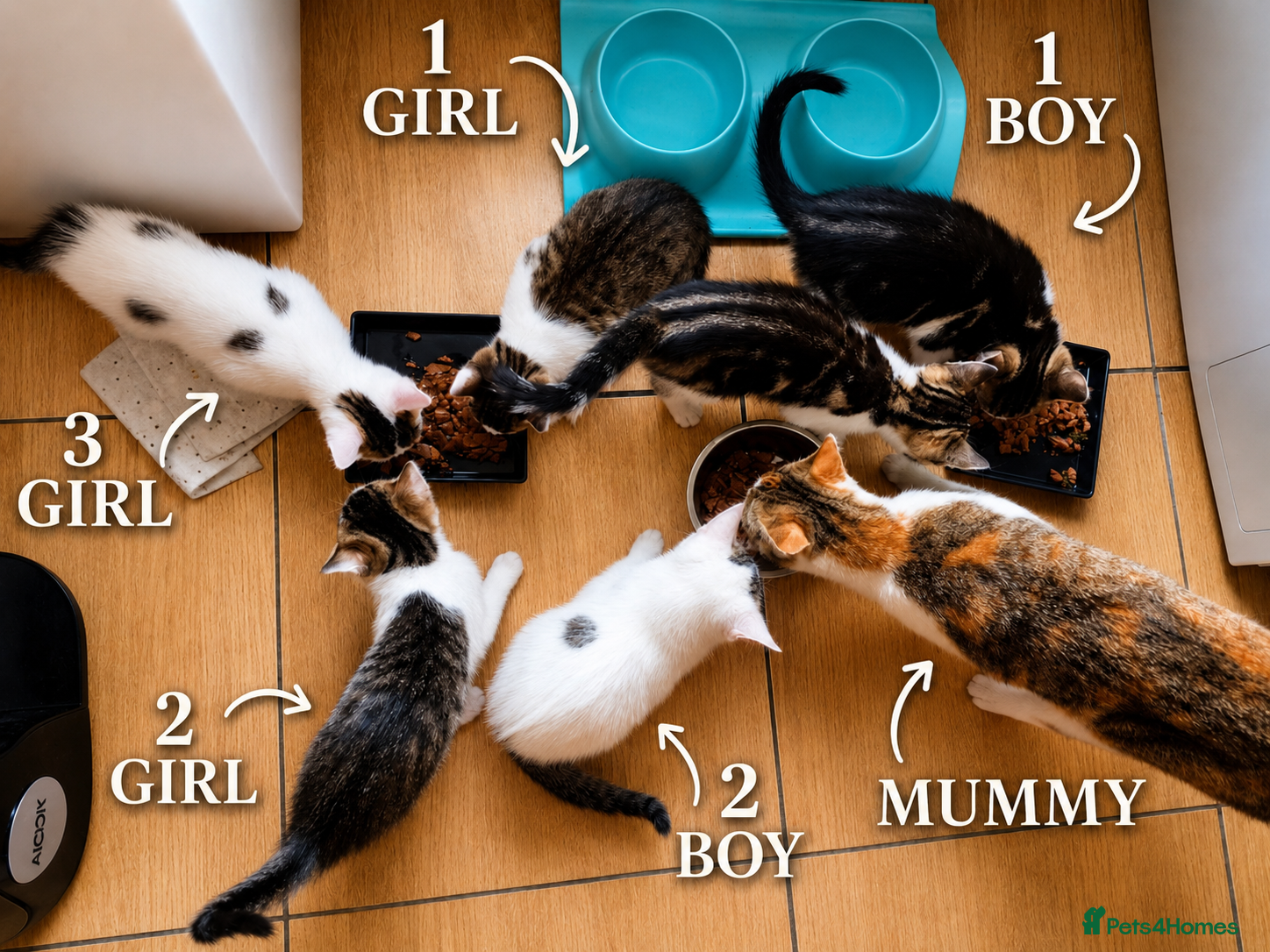 Mixed Breed cats for sale: 5 Beautiful Kittens Who Adore Human Company - Advert 7