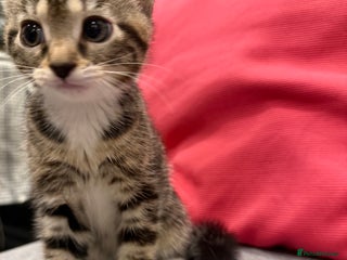 Mixed Breed cats Playful kittens 🐱 🩷 - Advert 2