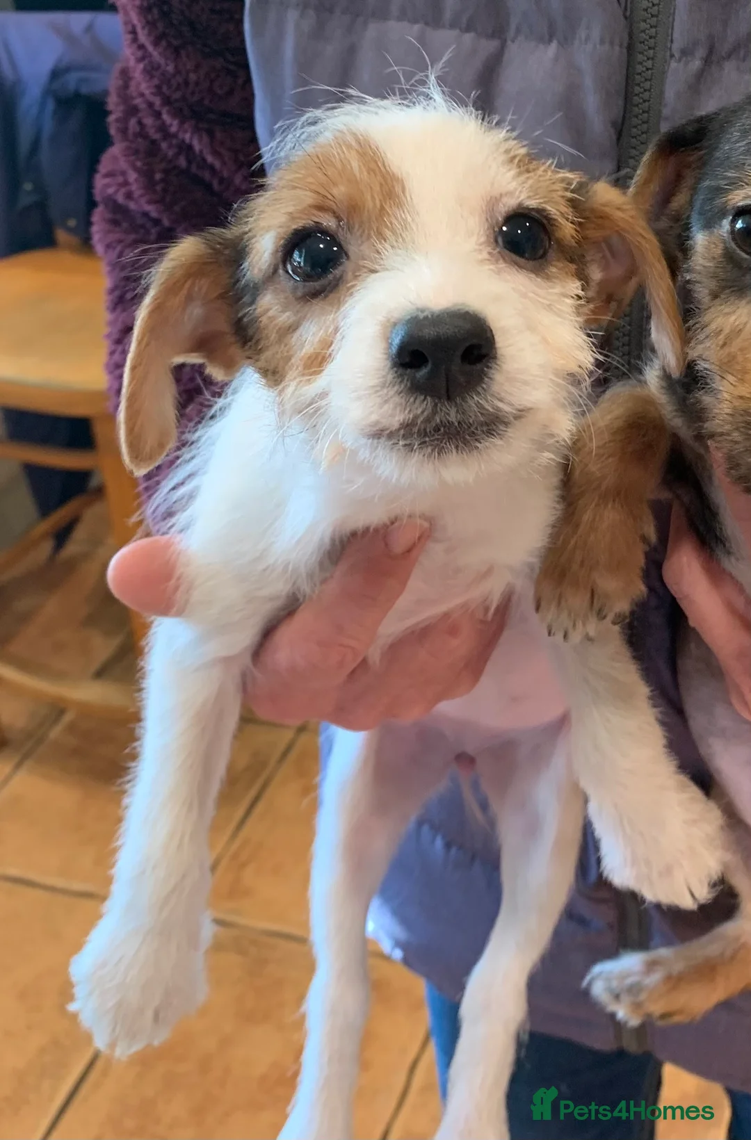 Jack Russell dogs for sale: Jack Russel Puppies - Advert 5