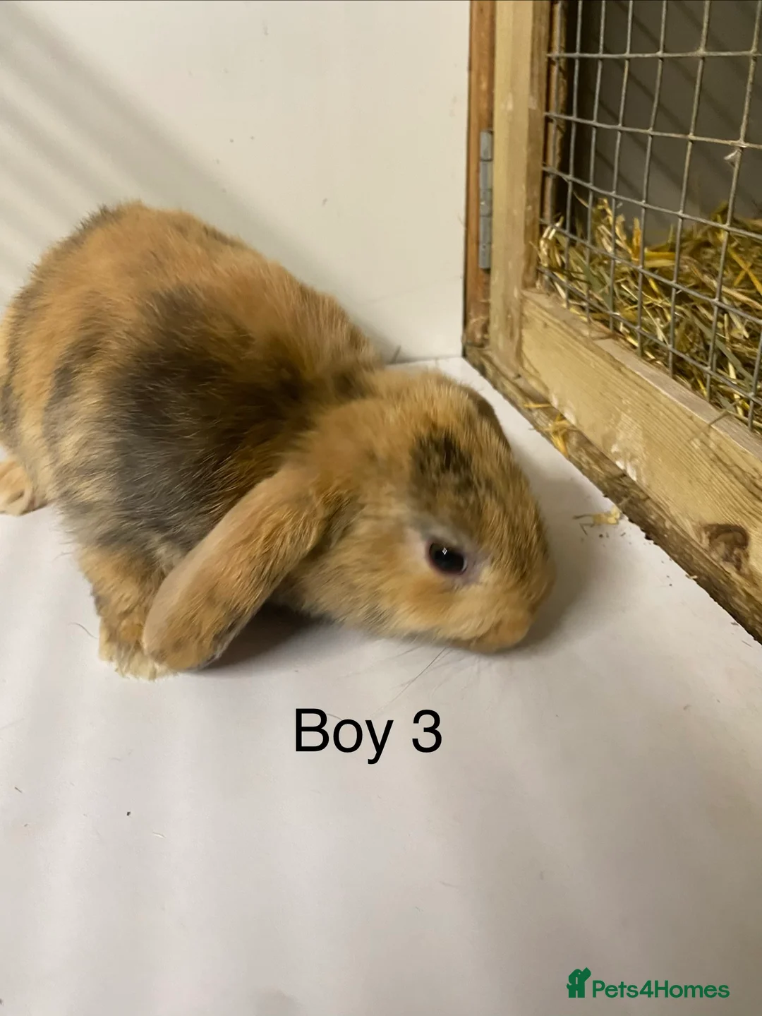 Mini Lop rabbits for sale: Beautiful Mini Lop bunnies  - Advert 4